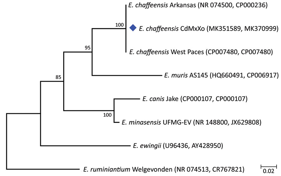 Maximum-likelihood phylogenetic tree for Ehrlichia chaffensis from a patient with human monocytic ehrlichiosis, Mexico City, Mexico (blue diamond), and reference sequences. The tree was generated by using concatenated fragments of 16S rRNA and dsb genes in an 850-bp alignment. GenBank accession numbers are indicated in parentheses. Numbers along branches are bootstrap values. Scale bar indicates nucleotide substitutions per site.
