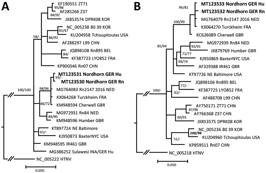 Molecular phylogenetic analysis of the amplified large (L) and small (S) segment regions of human and rat origin from Nordhorn/Germany (strains Nordhorn GER Hu and Nordhorn GER Rn, designated in bold). The consensus tree is based on a 412-nt region of the L segment (A) and a 673-nt region of the S segment (B). Alignments were constructed with Bioedit software package version7.2.5) (https://bioedit.software.informer.com) using the Clustal W Multiple Alignment algorithm. The best fitting substitution model was determined with jModeltest version 2.1.10 (https://github.com/ddarriba/jmodeltest2). Trees were reconstructed with MrBayes version 3.2.6 (http://www.mrbayes.net) and FasttreeMP version 2.1.10 (http://microbesonline.org/fasttree) executed on the CIPRES portal (https://www.phylo.org) according to maximum-likelihood and Markov chain Monte Carlo algorithms. The consensus tree is based on Bayesian analyses with 2 × 106 generations, a burn-in phase of 25%, and the Hasegawa-Kishono-Yano substitution model with gamma distribution. Bootstrap values were transferred to the Bayesian tree behind posterior probabilities only if they were >50% and if branches of both trees were consistent. Hantaan virus was used as outgroup. The L and S segment sequences were deposited in GenBank under accession nos. MT123530–33. At the end of the strain names the country of origin is given: BEL, Belgium; CHN, China; FRA, France; GBR, Great Britain; GER, Germany; INA, Indonesia; KOR, South Korea; NED, the Netherlands; USA, United States. Scale bars indicate nucleotide substitutions per site.