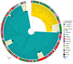 Maximum-likelihood tree of Staphylococcus saprophyticus isolates recovered from human infections and colonization globally, 1997–2017. The tree was constructed by using 9,134 SNPs without recombination. Among analyzed isolates, 321 were recovered from UTIs, 12 from blood, and 4 from colonization. Each node represents a strain; nodes with identical color belong to the same lineage. The assembled contigs were mapped to the reference genome S. saprophyticus ATCC 15305 (GenBank accession no. AP008934.1; black star). Polymorphic sites resulting from recombination events in the single-nucleotide polymorphism (SNP) alignments were filtered out by using Gubbins version 2.3.4 (12). Maximum likelihood tree was reconstructed by using RAxML version 8.2.4 (https://github.com/stamatak/standard-RAxML). We performed generalized time-reversible nucleotide substitution model with gamma correction with 100 bootstraps random resampling for support. We visualized the tree by using Interactive Tree of Life (iTOL; https://itol.embl.de). Black triangles represent isolates fully sequenced by using the long-read nanopore technologies and used as reference to estimate r/m in the respective lineage. Cream color represents clusters G1, G2, G3, G4, and S1, which had dissemination and transmission in same country and in different countries. The outer ring represents isolates’ country of origin; blocks with identical color represent isolates from the same country. Of note, cluster G4 contains a pair of isolates collected in 2016 that had only 10 SNPs difference; one is a blood isolate from Barcelona, Spain (KS266) and the other is a UTI isolate recovered in Lisbon, Portugal (KS135). Scale bar indicates number of substitutions per site. UTI, urinary tract infection; r/m, recombination to mutation ratio.