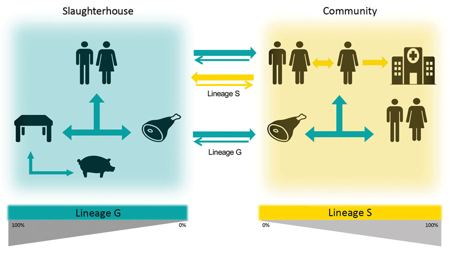 A proposed model for the dissemination and transmission of Staphylococcus saprophyticus in the community. The arrows represent the dissemination and transmission of S. saprophyticus isolates that belonged to lineage G (green) and lineage S (yellow). Lineage G S. saprophyticus strains are of animal origin and enter the slaughterhouse through production animals, such as pigs, persist on the equipment, and contaminate the meat in processing chain. Lineage G strains could enter the community through contaminated meat and workers colonized in the slaughterhouse. Lineage S strains most likely are of humans and primate origin and probably are disseminated by person-to-person contact within the community.
