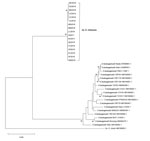 Thumbnail of Phylogenetic analyses of sequences of the 47-kDa gene (htrA) from scrub typhus cases from Chile in comparison to different Orientia species. For the phylogenetic tree, the maximum-likelihood method based on the Hasegawa-Kishino-Yano model was applied (22). A discrete gamma distribution was used to model evolutionary rates differences among sites. The analysis involved 37 nucleotide sequences and a total of 736 positions in the final dataset. The tree is drawn to scale, with branch l