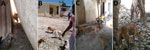 Oral rabies vaccines can be helpful in vaccinating dog populations where traditional parenteral methods have failed to reach adequate vaccination coverages, Haiti. A) A dog hiding behind 2 buildings is vaccinated with an oral rabies vaccine. B) A family with 4 free-roaming dogs watches as they ingest an oral rabies vaccine bait. C) Dogs can be protective of puppies, so oral rabies vaccines provide a safer method to vaccinators and reduce the risk of bites during parenteral vaccination. D) Fences and other barriers can make difficult tasks for parenteral vaccinators. A dog is vaccinated through a barbed wire fence with an oral rabies vaccine.