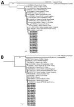 Thumbnail of Phylogenetic analysis of Seoul orthohantavirus strains from black rats (Rattus rattus [family Murinae]; boldface) and reference sequences, Senegal, 2012–2013. Phylogenetic trees were generated by the maximum-likelihood method using the transition plus invariate sites plus gamma 4 model of the small segment (266 nt) (A) and the large segment (347 nt) (B). The numbers at each node are bootstrap probabilities (&gt;90%) as determined for 1,000 iterations. GenBank numbers are indicated f