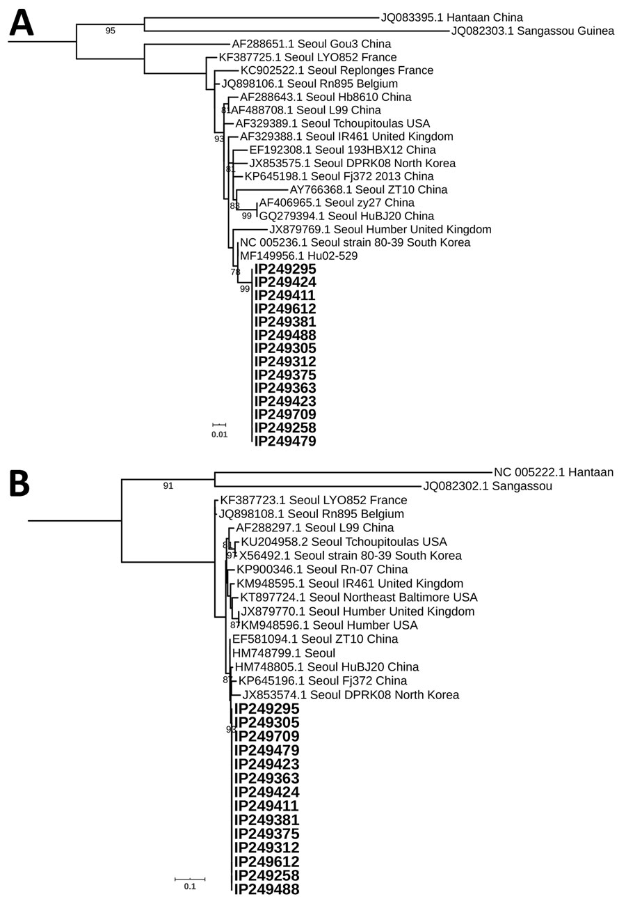 Phylogenetic analysis of Seoul orthohantavirus strains from black rats (Rattus rattus [family Murinae]; boldface) and reference sequences, Senegal, 2012–2013. Phylogenetic trees were generated by the maximum-likelihood method using the transition plus invariate sites plus gamma 4 model of the small segment (266 nt) (A) and the large segment (347 nt) (B). The numbers at each node are bootstrap probabilities (&gt;90%) as determined for 1,000 iterations. GenBank numbers are indicated for reference 
