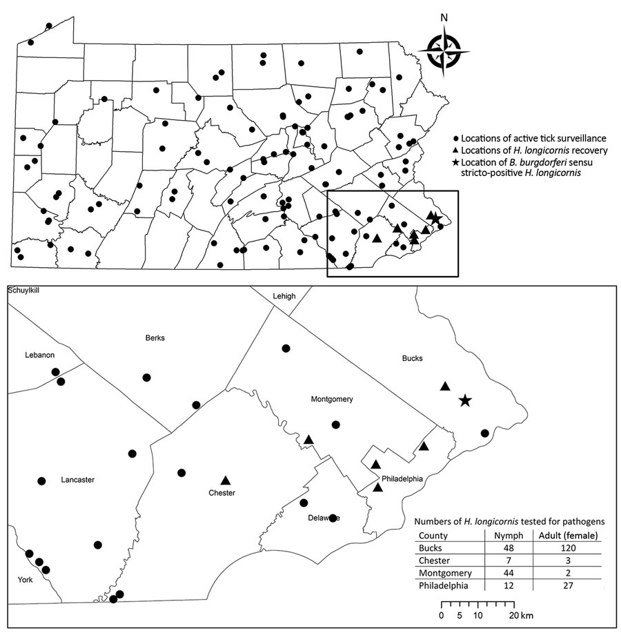 County map of Pennsylvania, USA, and the southeastern region (inset) showing locations of active tick surveillance, where Haemaphysalis longicornis ticks were recovered, and where Borrelia burgdorferi sensu stricto–positive H. longicornis ticks were found, May 1–September 6, 2019. Pennsylvania county map shows 38 counties sampled weekly and an additional 14 counties sampled opportunistically that yielded low tick recovery (Ixodes scapularis ticks only).
