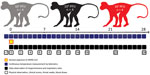 Study schedule for small particle aerosol infection of African green monkeys (AGMs) with MERS-CoV. Three groups of AGMs (4 in each group) were exposed to 3 different target doses of MERS-CoV EMC/2012 strain by small particle aerosol exposure. AGMs were observed at indicated days postinfection (shown by squares) for metrics that would indicate recapitulation of MERS-CoV infection in humans. MERS-CoV, Middle East respiratory syndrome coronavirus.