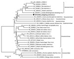 Phylogenetic analysis of the coding sequence of hedgehog arterivirus 1. The virus genome was aligned by using the MegAlign software of the DNASTAR Lasergene Core Suite (DNASTAR, Inc., https://www.dnastar.com), and phylogenetic analysis was performed by using MEGA 5.2 software (https://www.megasoftware.net). The rooted tree was constructed by using the neighbor-joining method and 1,000 bootstrap replications. Each virus on the tree is represented by its GenBank accession number and name. Designation of subfamilies was conducted as outlined in the International Committee on Taxonomy of Viruses 2018 release (https://talk.ictvonline.org/ictv-reports). Coronaviruses are included as an outgroup. Solid black circle and bold indicate strain detected in this study. Numbers along branches are bootstrap values. Scale bar indicates nucleotide substitutions per site.