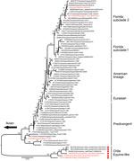 Maximum-likelihood phylogenetic analysis of the hemagglutinin gene of equine-like influenza (H3N8) viruses from Chile sequenced for this study (red dots) and reference sequences. Bootstrap values >70 are indicated. Viruses used in antigenic studies are indicated in red and italics. Major equine-like avian influenza virus clades are shown. Scale bars indicate average nucleotide substitutions per site.