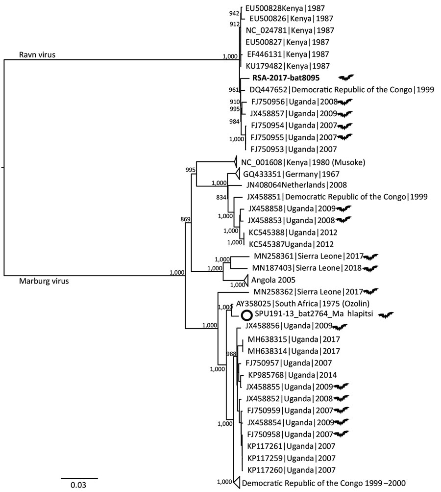 Midpoint-rooted, maximum-likelihood phylogeny of complete and near-complete MARV and RAVV genomes. Phylogenetic tree shows evolutionary relationships of marburgvirus detected in a rectal swab sample from a subadult Egyptian rousette female bat (Rousettus aegyptiacus) in Matlapisi Cave, Limpopo Province, South Africa, 2017 (black filled circle; GenBank accession no. MT321489), and reference viruses, including the SPU191-13 bat 2764 Mahlapitsi strain (white circle; GenBank accession no. MG725616), detected in the same cave in July 2013. Complete and near-complete genome sequences from GenBank (accession numbers indicated) were aligned with the partial MARV sequence obtained from RSA-8095bat using MUSCLE version 3.8.31 (https://www.drive5.com/muscle), and RAxML version 8.2.10 (https://cme.h-its.org/exelixis/web/software/raxml/index.html) was used to infer the best-scoring maximum-likelihood tree after 1,000 bootstrap replicates. Node values indicate the bootstrap support values. Genomes isolated from bats are shown using a bat symbol. Scale bar indicates nucleotide substitutions per site. MARV, Marburg virus; RAVV, Ravn virus.