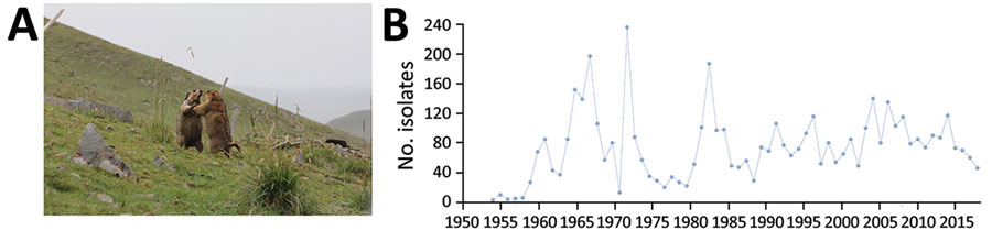 Plague ecology and surveillance of Yersinia pestis in the Marmota himalayana plague focus, Qinghai-Tibet Plateau, China, 1950–2019. This focus area encompasses Qinghai Province, Gansu Province, Tibet Autonomous Region, Sichuan Province, and Xinjiang Uygur Autonomous Region. A) The Himalayan marmot (M. himalayana), the predominant marmot species in this focus. Photograph by Xin Wang. B) Number of Y. pestis isolates collected from humans, animal hosts, and insect vectors (mostly Callopsylla dolabris and Oropsylla silantiewi fleas) in the focus. 