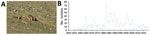 Frequency of human plague cases and case-fatality rates in 2 Marmota plague foci, China, 1950–2019. A) Marmota himalayana plague focus of the Qinghai-Tibet Plateau, which includes Qinghai Province, Gansu Province, Tibet Autonomous Region, Sichuan Province, and Xinjiang Uygur Autonomous Region. B) Marmota baibacina–Spermophilus undulatus plague focus includes Xinjiang Uygur Autonomous Region.