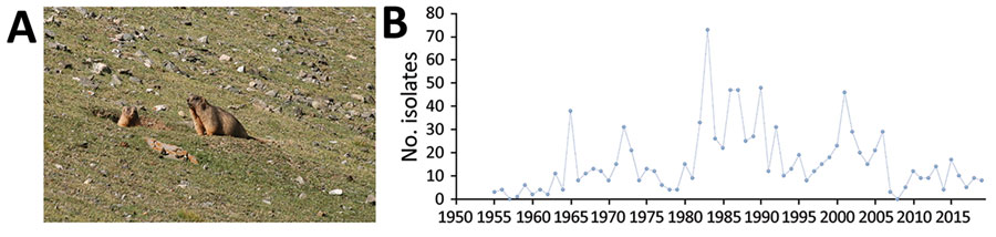 Frequency of human plague cases and case-fatality rates in 2 Marmota plague foci, China, 1950–2019. A) Marmota himalayana plague focus of the Qinghai-Tibet Plateau, which includes Qinghai Province, Gansu Province, Tibet Autonomous Region, Sichuan Province, and Xinjiang Uygur Autonomous Region. B) Marmota baibacina–Spermophilus undulatus plague focus includes Xinjiang Uygur Autonomous Region.