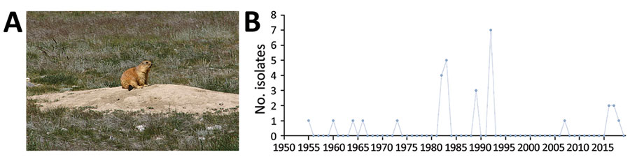 Number of Yersinia pestis isolates and human plague cases in Marmota plague foci, China, 1950–2019. Columns represent 5-year intervals. The 3 plague foci from which Y. pestis isolates have been collected are the Marmota himalayana plague focus of the Qinghai-Tibet Plateau, which includes Qinghai Province, Gansu Province, Tibet Autonomous Region, Sichuan Province, and Xinjiang Uygur Autonomous Region; the Marmota baibacina–Spermophilus undulatus plague focus of the Tianshan Mountains, Xinjiang Uygur Autonomous Region; and the Marmota caudata plague focus of the Pamir Plateau, Xinjiang Uygur Autonomous Region. A) Number of Y. pestis isolates collected from humans, animal hosts, and insect vectors. Lowercase letters at top indicate periods of isolate collection: a) early attempts during 1950–1959; b) increased diagnosis and animal plague surveillance increased number isolates collected during 1960–2009; and c) decrease in isolates likely due to decreasing numbers of dead marmot species found around active Y. pestis areas during 2010–2019. B) Number of human plague cases and case-fatality rates. 