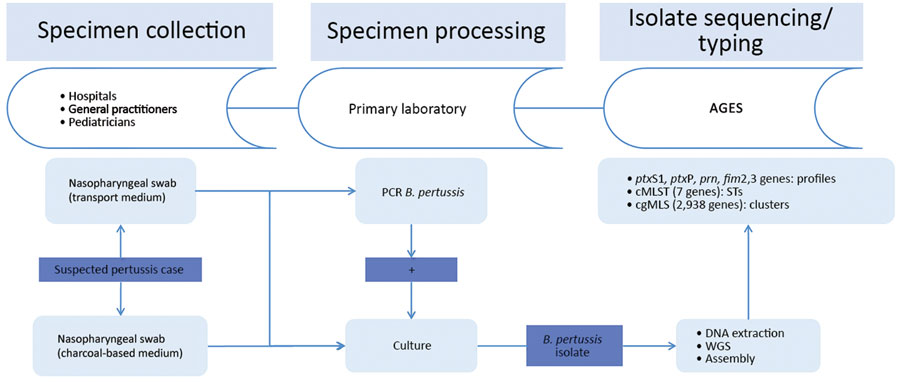 Flow chart of the Bordetella pertussis isolate–based surveillance system, Austria, May 2018–May 2020. AGES, Agentur für Gesundheit und Ernährungssicherheit (Austrian Agency for Health and Food Safety); cgMLST, core-genome multilocus sequence typing; ST, sequence type.