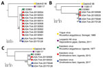 Maximum-likelihood phylogenies constructed from virus sequences belonging to the species Kasokero orthonairovirus, including viruses collected from Ornithodoros (Reticulinasus) faini tick pools from Rousettus aegyptiacus bats, western Uganda, 2013 and 2017. The midpoint rooted phylogenies were generated from complete nucleoprotein (N) (A), glycoprotein precursor (GP) (B), and RNA-dependent RNA-polymerase (RdRp) (C) gene sequences. The N and RdRp gene phylogenies were generated using the general time-reversible nucleotide substitution model with the addition of invariant sites, and the GP gene phylogeny was generated using the general time-reversible nucleotide substitution model with a gamma distribution of rates across sites. Horizontal branch lengths are proportional to the genetic distance between the sequences. Numbers at the end of the branches represent percent bootstrap values based on 1,000 replicates. Only percent bootstrap values >50% are shown. GenBank accession numbers for the new Kasokero virus tick sequences from this study are MT309080–98. Scale bars indicate nucleotide substitutions per site.