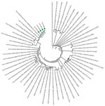 Phylogeny of 4 severe acute respiratory syndrome coronavirus 2 strains isolated from Senegal (green dots). Whole-genome nucleotide sequences were compared with 56 other genome sequences from the coronavirus disease pandemic retrieved from GenBank and GISAID (https://www.gisaid.org) databases. Sequences were aligned with MAFFT (https://mafft.cbrc.jp/alignment/server). We generated the phylogenetic tree by the maximum-likelihood method under the HKY85-gamma nucleotide substitution model using IQ-TREE (http://www.cibiv.at/software/iqtree). We assessed robustness of tree topology with 1,000 replicates; bootstrap values >75% are shown on the branches of the consensus trees. Phylogenetic analyses revealed that strains from Senegal clustered with strains from diverse origins (Europe, Asia, Latin America, and Africa). CoV, coronavirus; hCoV, human coronavirus.