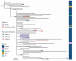 Maximum-likelihood phylogeny of Burkholderia pseudomallei sequence type 562 isolates from northern Australia, 2004–2019. Strain MSHR1967 (GenBank accession no. SRR2886997), the earliest sample, was used as the outgroup. Labels indicate nodes with approximate likelihood ratio >60 and ultrafast bootstrap >80. Scale bar indicates substitutions per site.