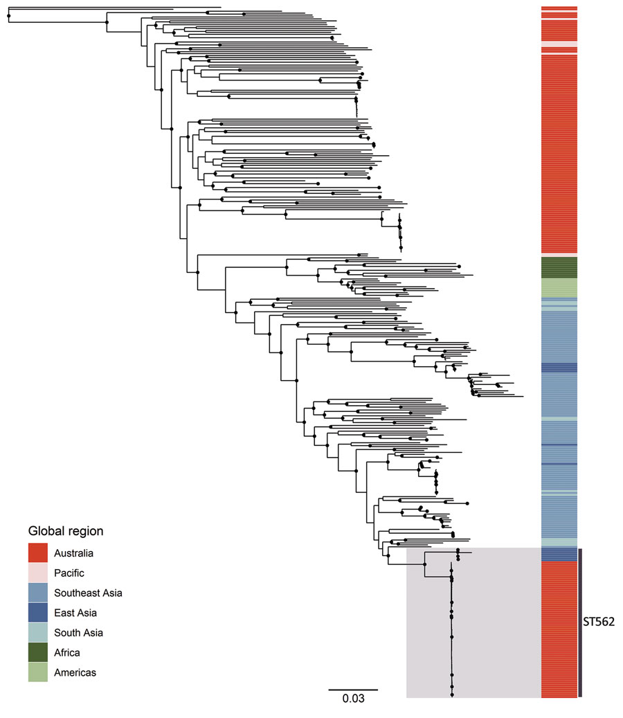 Maximum-likelihood global phylogeny of Burkholderia pseudomallei sequence type 562 isolates from northern Australia, 2004–2019, and genomes available in public sources (Appendix 1 Table). Strain MSHR5619 (GenBank accession no. ERR298346), which had the most divergent genome, was used as the outgroup. Black circles indicate nodes with approximate likelihood ratio >95 and ultrafast bootstrap >95. Colors indicate geographic origin of samples. Scale bar indicates substitutions per site. ST, sequence type.