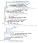 Thumbnail of Phylogenetic analysis of SARS-CoV-2 full genome from an infected cat and the human index case-patient, Hong, Kong, China. A virus sequenced directly from a tiger in a zoo in United States was included in this analysis. Virus genome alignment was prepared and manually trimmed at genome 5¢ and 3¢ ends for low-alignment quality. A resulting alignment of 29,655 nt was analyzed by using PhyML (http://www.atgc-montpellier.fr) and the generalized time reversible nucleotide substitution mod