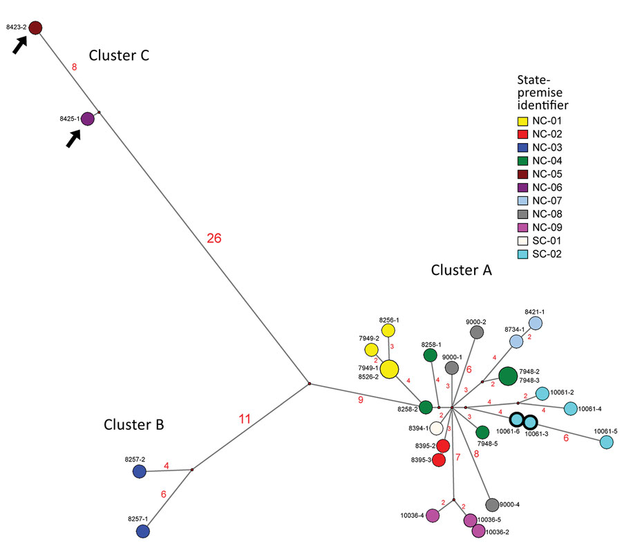 Median-joining phylogenetic network of the concatenated whole genome of highly pathogenic avian influenza (HPAIV) A(H7N3) viruses from South Carolina and North Carolina , USA. This network tree includes all the most parsimonious trees linking the sequences. Each unique sequence is represented by a circle sized relative to its frequency. The number of nucleotide differences between viruses is indicated on the branches. Isolates are colored according to the source premises. The black arrows indicate the H7N3 viruses with the 66-nt deletion at the neuraminidase stalk region (the NA of these 2 viruses was modified to exclude the deletion for this analysis). Both low-pathogenicity (turquoise) and HPAIV (turquoise with bolded black outline) viruses were recovered from the SC-02 premises (the hemagglutinin of the 2 HPAIVs excludes the insertion for this analysis).