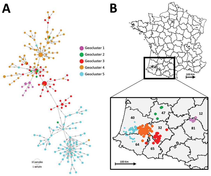 Minimum spanning tree and map of clusters of highly pathogenic avian influenza H5N8 genotype A viruses, France, 2016–17. A) Geographic clusters. Number of dashes indicates the number of observed mutations between 2 nodes. Circle size corresponds to the number of identical sequences. B) Geographic repartition of genotype in southwestern France. Inset shows identification numbers of affected departments: 12, Aveyron; 31, Haute-Garonne; 32, Gers; 47, Lot et Garonne; 40, Landes; 64, Pyrénées-Atlantiques; 65, Hautes-Pyrénées. Trees created using PopART (32).