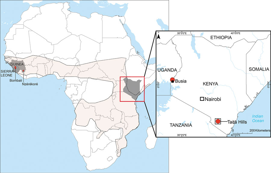 Known locations of bats infected with Bombali virus (BOMV) in Africa. The main map shows the 3 countries—Sierra Leone, Guinea, and Kenya (dark shading)—where BOMV-infected bats have been identified and the geographic range of Mops condylurus bats (light shading). The inset map shows the 2 sites in Kenya (red dots), »750 km apart, where BOMV-positive M. condylurus bats have been found.