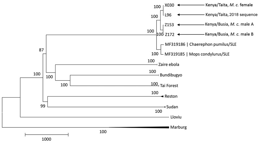 Phylogenetic tree showing 3 new sequences of Bombali virus found in Kenya in 2019 in relation to those of other filoviruses. The tree was built by using the maximum-likelihood approach implemented in MEGA7 (7). Bootstrap support percentage is shown at the nodes. Scale bar indicates genetic distance. M.c., Mops condylurus. 