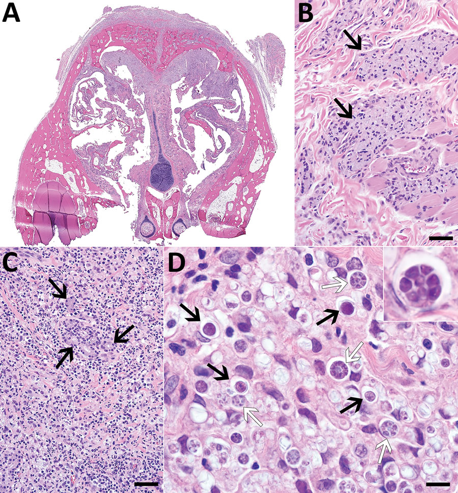 Histologic lesions associated with protothecosis caused by Prototheca cutis in a cat. A) Subgross cross-section of the nasal turbinates showing marked expansion of the nasal epithelium and overlying subcutaneous tissue. B) Epithelioid macrophages (arrows) with abundant, intracytoplasmic, gray material multifocally dissecting through subdermal collagen and musculature. Hematoxylin and eosin (H&E) stain; scale bar indicates 50 μm. C) Submucosal glands (arrows), markedly displaced by myriad macrophages, neutrophils, lymphocytes, plasma cells, and algal sporangia. H&E stain; scale bar indicates 50 μm. D) Algal sporangia (black arrows), which sometimes endosporulate (white arrows), producing up to 8 endospores (inset). H&E stain; scale bar indicates 10 μm and does not apply to inset. 