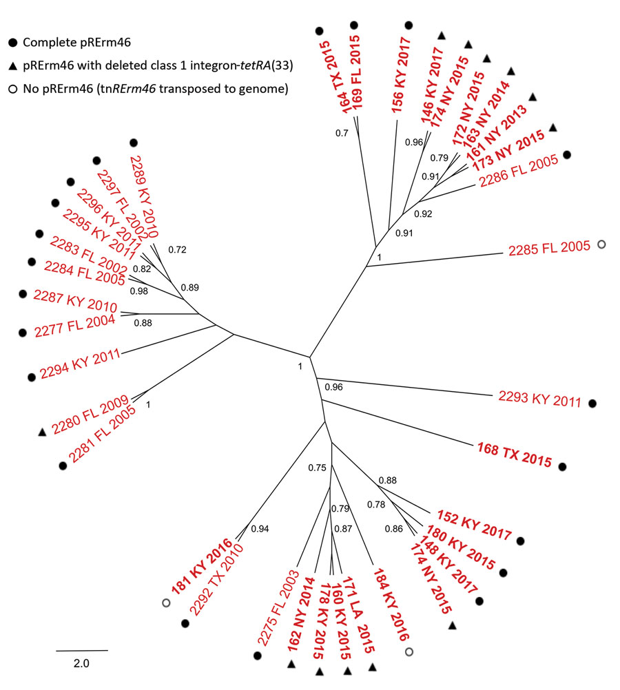 Phylogenetic population structure of multidrug-resistant Rhodococcus equi clonal complex 2287, United States. ParSNP core-genome tree of multidrug-resistant 2287 isolates shown in Figure 1. Nodes indicate bootstrap support for 1,000 replicates (values >0.7 shown). Tip labels indicate strain name, source (US state), and year of isolation. 