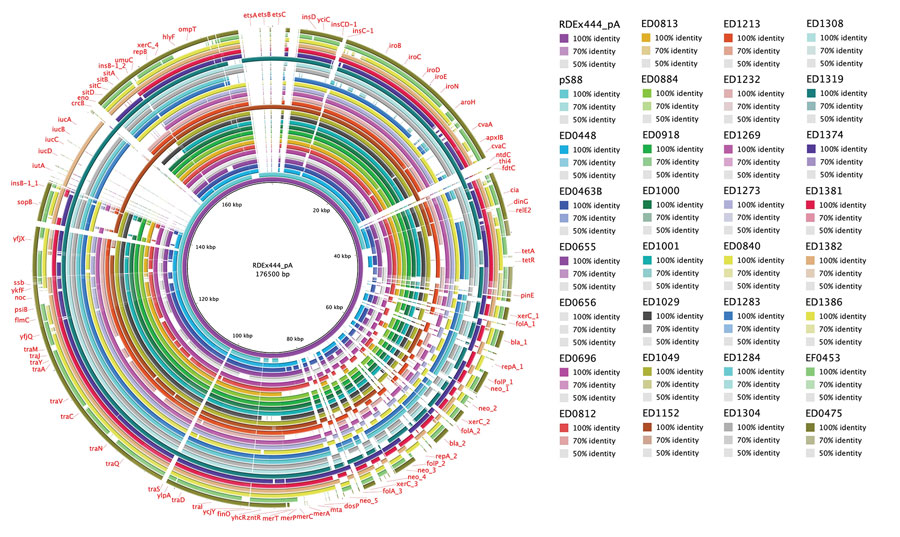 Whole-genome comparison of pR444_A–like plasmids in Shiga toxin–producing Escherichia coli strains harboring extraintestinal pathogenic E. coli (ExPEC)–associated virulence genes, Italy, 2000–2019. The pR444_A plasmid from RDEx444 strain was used as reference for alignment and gene annotation. Genomic annotation was performed by using the Prokka tool 1.14.5 (https://github.com/tseemann/prokka) and a multi-fasta file of trusted proteins related to ExPEC-associated genes on pR444_A. The comparative analysis also included the pS88 plasmid (GenBank accession no. CU928146.1) commonly found in ExPEC strains. 
