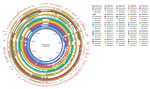 Whole-genome comparison of pR444_A–like plasmids in Shiga toxin–producing Escherichia coli strains harboring extraintestinal pathogenic E. coli (ExPEC)–associated virulence genes, the Netherlands, 2017–2019. The pR444_A plasmid from the RDEx444 strain was used as reference for alignment and gene annotation. Genomic annotation was performed with the Prokka tool 1.14.5 (https://github.com/tseemann/prokka) and a multi-fasta file of trusted proteins related to ExPEC-associated genes on pR444_A. The comparative analysis also included the pS88 plasmid (accession no. CU928146.1) commonly found in ExPEC strains. 