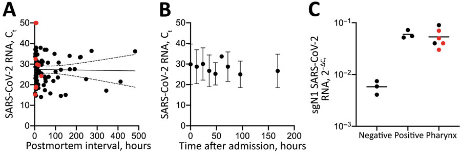 Postmortem stability of SARS-CoV-2 in nasopharyngeal mucosa. A) Correlation of SARS-CoV-2 RNA loads of the pharynx (at corpse admission to the Department of Legal Medicine) with the postmortem interval (time of death until cooling at 4°C) in 79 matched datasets. Red indicates patients in the longitudinal cohort. Spearman R = –0.07; 2-tailed p = 0.5. B) Median SARS-CoV-2 RNA loads with 95% CIs (error bars) in a series of 9 sequential pharyngeal swab samples (time points 0, 12, 24, 36, 48, 60, 72, 96, and 168 hours after admission) for 11 corpses. C) sgN1 RNA loads of SARS-CoV-2 in pharyngeal tissue of 6 corpses. Negative and positive controls from SARS-CoV-2 cell cultures. Red indicates samples with successful virus isolation from pharyngeal tissue (S. Pfefferle, unpub. data, https://doi.org/10.1101/2020.10.10.334458). Negative results are reflected by Ct 50. Ct, cycle threshold; SARS-CoV-2, severe acute respiratory syndrome coronavirus 2; sgN1 RNA, subgenomic RNA loads of the N1-gene.