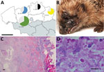 Toxigenic Corynebacterium ulcerans as cause of widespread disease in hedgehogs (Erinaceus europaeus), Flanders, Belgium. A) Locations of 81 hedgehogs with lesions on the head or limbs from 4 regions in Flanders, Belgium, who were tested for C. ulcerans. Green, blue, black, and yellow indicate proportion of positive animals; gray indicates proportion of negative animals. Regions: A, Geraardsbergen; B, Merelbeke; C, Herenthout; D, Oudsbergen. Scale bar = 50 km. B) Representative clinical state with necrotizing facial dermatitis in 1 male hedgehog from Merelbeke. C) Ulcerative dermatitis with suppurative exudation and inflammation extending into the subcutis and underlying skeletal muscles. Hematoxylin and eosin stained; scale bar = 100 μm. D) Microcolonies of gram-positive bacilli in suppurative exudate. Gram stain; scale bar = 10 μm.