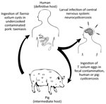 Lifecycle of the Taenia solium tapeworm in humans and pigs.