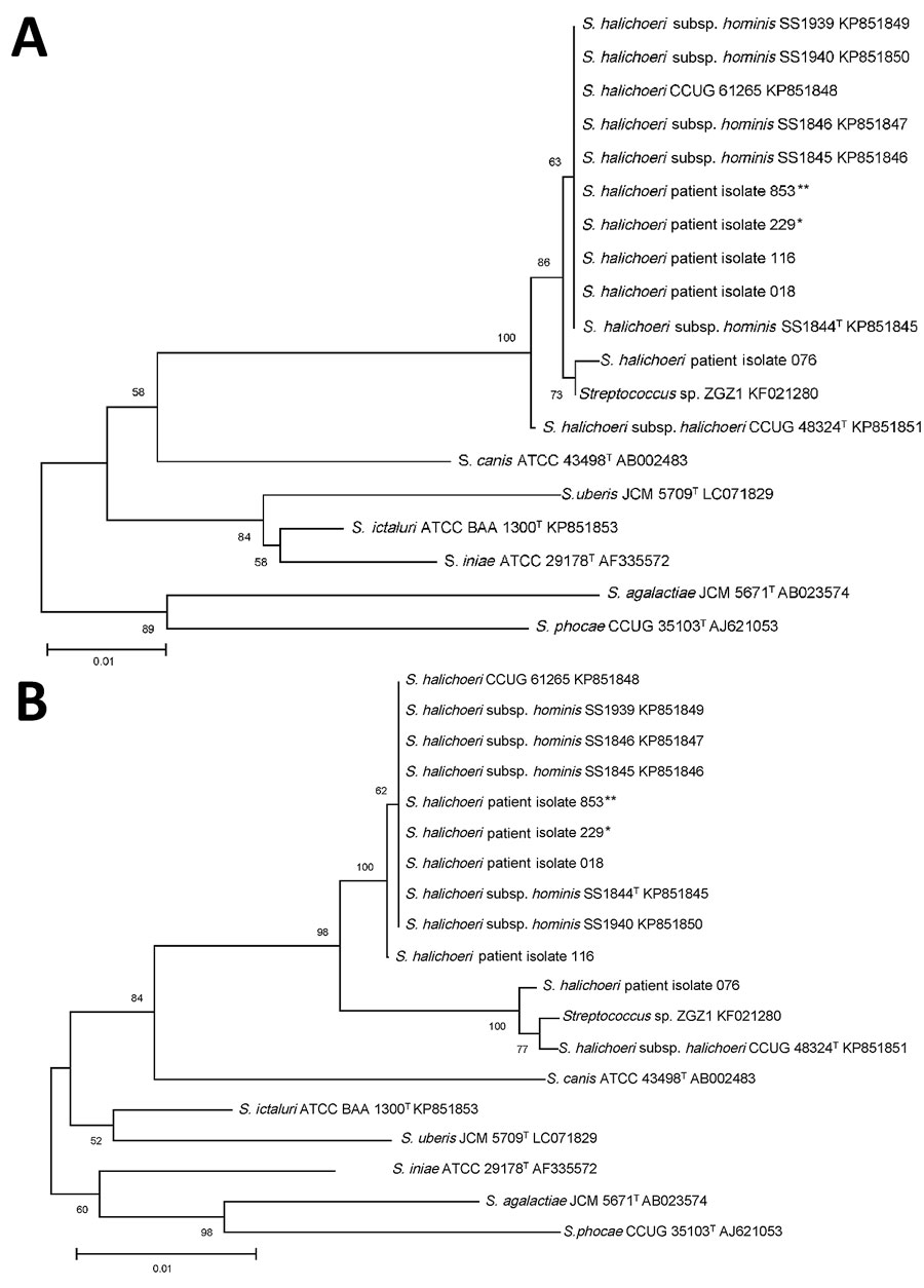 Phylogenetic trees based on 16S sequences of clinical and type strains of Streptococcus halichoeri and related taxa from study of human infections caused by unusual strains of S. halichoeri, United States. A) Partial sequences (496 nt); B) full-length sequences (1,434 nt). We generated alignments using ClustalW (http://www.clustal.org), trimmed them to the length of the shortest sequence, and computed neighbor-joining trees with bootstrap analysis with 1,000 replicates using MEGA X (https://www.megasoftware.net). Isolates from case-patients are represented with asterisks (*patient 1; **patient 2). T indicates type strains.