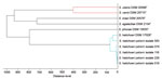 Matrix-assisted laser desorption/ionization time of flight mass spectrometry profile dendrogram of selected pyogenic and zoonotic streptococci from study of human infections caused by unusual strains of Streptococcus halichoeri, United States. We compared main spectra profiles from S. halichoeri isolates to Bruker Biotyper (https://www.bruker.com) database entries from related streptococcal species. Distance level indicates relative similarity of mass spectral profiles. T indicates type strains.