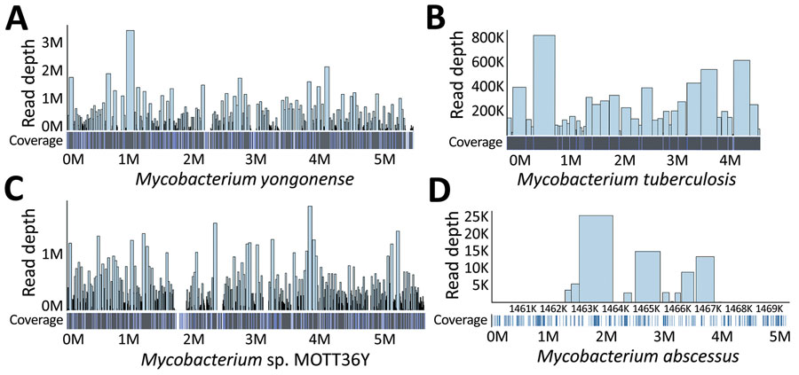 Genomic coverage and depth map of 4 Mycobacterium strains identified by using next-generation sequencing on isolates from a woman in New York, New York, USA. The reads were aligned by using bacteria reference genomes with Bowtie 2 and visualized by using aligned BED file (https://bedtools.readthedocs.io). A) M. yongonense; B) M. tuberculosis; C) Mycobacterium sp. MOTT36Y; D) M. abscessus.
