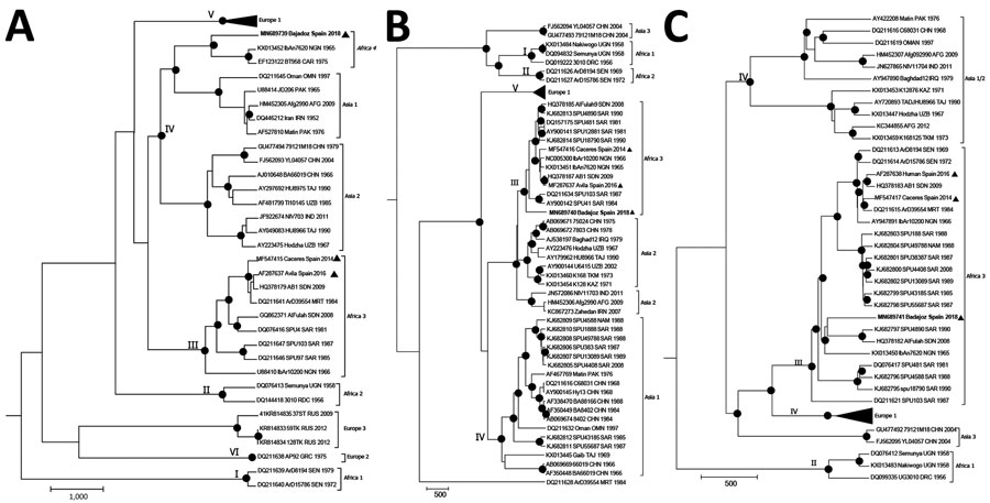 Bayesian phylogenetic trees showing genetic relationships among Crimean-Congo hemorrhagic fever (CCHFV) viruses based on complete small (A), medium (B), and large (C) segment sequences. In the medium segment, the hypervariable mucin-like domain was excluded. We used CIPRES Science gateway (http://www.phylo.org) to implement Bayesian analyses. Black dots indicate nodes with posterior probabilities >0.95; boldface indicates CCHFV strain Badajoz 2018 from Spain; arrowheads indicate other isolates from Spain. Other sequences are named by GenBank accession number, strain, geographic origin, and sampling year. Sequences from this study are included in EMBL/GenBank databases. Roman numerals indicate genotypes, named according to (4) with the equivalent clade nomenclature according to (5) indicated by brackets: I, West Africa (Africa 1); II, Central Africa (Africa 2); III, South and West Africa (Africa 3); IV, Middle East/Asia, divided in 2 groups corresponding to groups Asia 1 and Asia 2; V, Europe/Turkey (Europe 1); VI, Greece (Europe 2). Italics indicate the proposed new lineage, Africa 4. Scale bars indicate time in years.