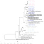 Time-scale phylogenetic tree illustrating the relatedness between whole-genome sequences of severe acute respiratory syndrome coronavirus 2 obtained from patients with confirmed cases of the cluster associated with a bar in Ho Chi Minh City, Vietnam, 2020, and reference sequences. Sequences from the cluster patients are in red; sequences from coronavirus disease patients in Ho Chi Minh City, not related to the cluster, are in blue. For those sequences, we obtained 21 genomes from the remaining 35 patients reported in Ho Chi Minh City as of April 24, 2020, for the purpose of the analysis; subsequently, we used 14 nonidentical sequences for the analysis. Representative sequences from patients not in Vietnam are in black. Posterior probabilities ≥75% are indicated at all nodes. The analysis was carried out using BEAST version 1.8.3 (https://beast.community). For time-scale analysis, only 1 representative of sequences that were 100% identical to each other was included. Whole-genome sequences were generated using ARTIC primers version 3 (ARTIC Network, https://artic.network/ncov-2019).