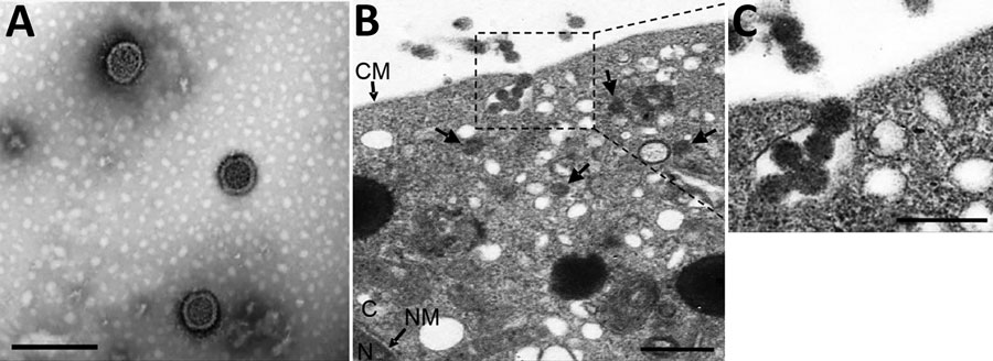Visualization and subcellular localization of Tamdy virus (TAMV) virions by electron microscopy. A) Negative-staining image of purified TAMV virions. Scale bar indicates 200 nm. B) Image of Vero E6 cells infected with TAMV; arrows indicate TAMV virions in the cytoplasm. Scale bar indicates 500 nm. C) The enlarged image of interest from B. scale bar indicates 200 nm. CM, cell membrane; C, cytoplasm; NM, nuclear membrane; N, nucleus.