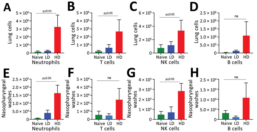 Host immune responses to LD and HD Bordetella pertussis inoculation. C57/Bl6 mice received LD of 500 CFU of B. pertussis in 5 µL phosphate-buffered saline (PBS) via nasopharyngeal inoculation or HD of 500,000 of B. pertussis CFU in 50 µL PBS via pneumonic inoculation. Naive control mice were inoculated with 50 µL of PBS. The study was conducted twice. A–D) Enumeration of immune cells in the lungs 14 days postinoculation. E–H) Enumeration of immune cells from nasopharyngeal washes. Error bars indicate SD for 4 biologic replicates HD, high-dose–high volume; LD, low-dose–low-volume; ns, no statistical significance.