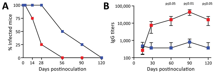 Comparison of serum IgG titers from mice receiving LD nasopharyngeal inoculation and HD pneumonic inoculation of Bordetella pertussis. Blue squares indicate LD mice; red squares indicate HD mice. C57/Bl6 mice received LD of 500 CFU of B. pertussis in 5 µL phosphate-buffered saline (PBS) via nasopharyngeal inoculation or HD of 500,000 of B. pertussis CFU in 50 µL PBS via pneumonic inoculation. Error bars indicate SD for 4 biologic replicates. A) Percentage of mice (4 per group) colonized on days 3, 7, 14, 28, 60, 90, and 120 following inoculations. Studies on days 3, 7, 14, and 28 were conducted 4 times; the 120-day experiment was conducted once. B) B. pertussis IgG titers in serum over time. HD, high-dose–high volume; LD, low-dose–low-volume.