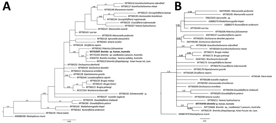 Relationship of the novel Breinlia sp. taxon (bold type), the nematode species recovered from the eye of a human patient with ocular filariasis, Brisbane, Queensland, Australia, 2019, with representative sequences from members of the family Onchocercidae based on phylogenetic analysis. A) Small subunit of nuclear ribosomal RNA gene; B) cytochrome oxidase 1 gene. Data were compiled using the Bayesian inference method. Branch support given in posterior probability. Respective sequences for Mastophorus muris (outgroup) were included in the analyses. GenBank accession numbers are provided. Scale bars represent expected substitutions per site.