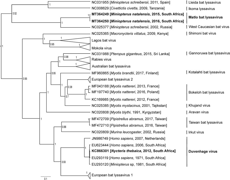 Phylogenetic reconstruction by Bayesian inference of nucleoprotein gene sequences of lyssavirus sequences from bats collected in South Africa, 2003–2018 (bold), and other representative lyssaviruses. Node numbers indicate posterior probabilities. GenBank accession number, host species, year of detection, and country of origin are indicated for each sequence. Scale bar indicates number of substitutions per site. 