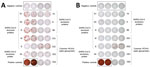 Example of IFN-γ ELISPOT images corresponding to couple 2 (P2 and C2) in a study of intrafamilial exposure to SARS-CoV-2, France. T-cell–specific response was evaluated using peptide pools spanning SARS-CoV-2 structural protein (spike glycoprotein: N-terminal region = S1, C-terminal region = S2; N, M, and E proteins); SARS-CoV-2 accessory proteins (3A, 7A, 8, and 9B); and the N-terminal and C-terminal regions of the spike glycoprotein of common cold human coronaviruses 229 (ES1 and ES2) and OC43 (OS1 and OS2). All experiments were performed in duplicate with 4 wells of negative controls (cells with culture medium only) and 2 wells of positive controls (phytohemagglutinin) for each individual. P2 was reactive to all antigens tested except for SARS-CoV-2 proteins E and 8, whereas C2 was reactive to 1 SARS-CoV-2 protein only (S2) and to ES1, ES2, and OS2. C, contact; E, envelope small membrane protein; HCoV, human coronavirus; IFN-γ, interferon gamma; M, membrane protein; N, nucleoprotein; P, index patient; SARS-CoV-2, severe acute respiratory syndrome coronavirus 2. 