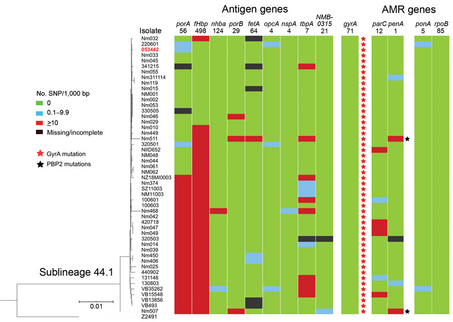 Genomic diversity of clonal complex 4821 Neisseria meningitidis sublineage L44.1 (ChinaCC4821-R1-C/B) isolates. The numbers underneath the antigen genes and AMR genes are the dominant alleles for that particular gene, and the colored blocks for SNPs/1,000 bp were determined using the allele number labeled above each column as the reference allele. AMR, antimicrobial resistance; SNP, single-nucleotide polymorphism. 