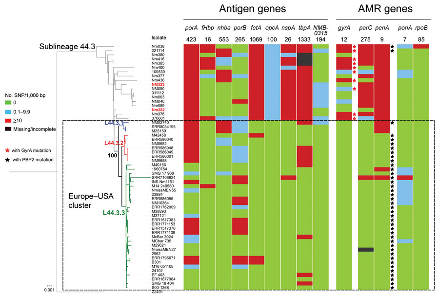 Genomic diversity of clonal complex 4821 Neisseria meningitidis sublineage L44.3 isolates. The numbers underneath the antigen genes and AMR genes are the dominant alleles for that particular gene, and the color blocks for SNPs/1,000 bp were determined using the allele number labeled above each column as the reference allele. The Europe–USA cluster can be further divided into 3 subclusters: subcluster L44.3.1, composed of 3 ST6595 isolates from the United States, all of which contained putatively nonfunctional AniA; L44.3.2, composed of 7 ST3200 isolates from the United Kingdom (n = 6) and Brazil (n = 1); and L44.3.3, composed of 30 isolates with multiple geographic locations. All the isolates from urethral (n = 2) and rectal (n = 4) swabs were assigned to L44.3.2 and L44.3.3, both of which comprised isolates with putatively functional AniA. Scale bar indicates substitutions per site. AMR, antimicrobial resistance; SNP, single-nucleotide polymorphism. 