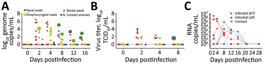Detection of severe acute respiratory syndrome coronavirus 2 in swab samples from experimentally infected raccoon dogs. A) Viral genome loads in swab samples isolated on Vero E6 cells; B) viral genome loads in virus titers isolated on Vero E6 cells. Two replicates per sample were analyzed. C) Individual viral loads of nasal swab specimens taken from infected and contact animals. 