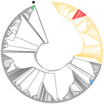 Phylogenetic tree showing relationships between genome sequences of severe acute respiratory syndrome coronavirus 2 from mink and humans at 3 mink farms in Denmark, June–July 2020 (red), and selected global full-length genome sequences. Black dot indicates Wuhan reference sequence NC_045512.2; green indicates mink farm NB02 in the Netherlands; blue indicates mink farms NB01, NB03, and NB04 in the Netherlands; orange indicates clade 20B.