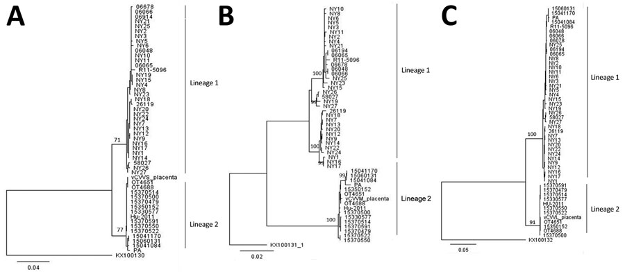 Phylogenetic analysis of Cache Valley virus, New York, USA, 2000‒2016. Maximum-likelihood phylogenetic trees show complete nucleotide sequences of small (A), medium (B), and large (C) genome segments. Numbers at nodes indicate boostrap support estimated by using 500 neighbor-joining replicates. Trees were rooted to Fort Sherman virus small, medium, and large genome segments (GenBank accessions nos. KX100130, KX100131, and KX100132). Scale bars indicate nucleotide substitutions per site.